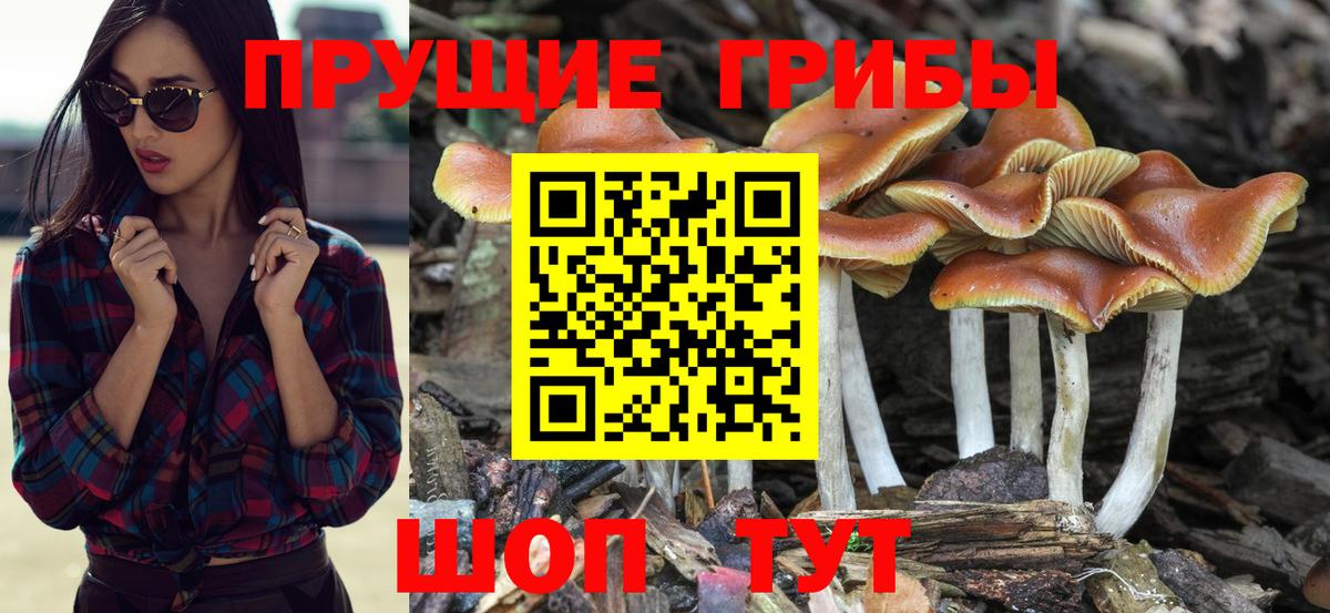 Псилоцибиновые грибы мицелий Ноябрьск